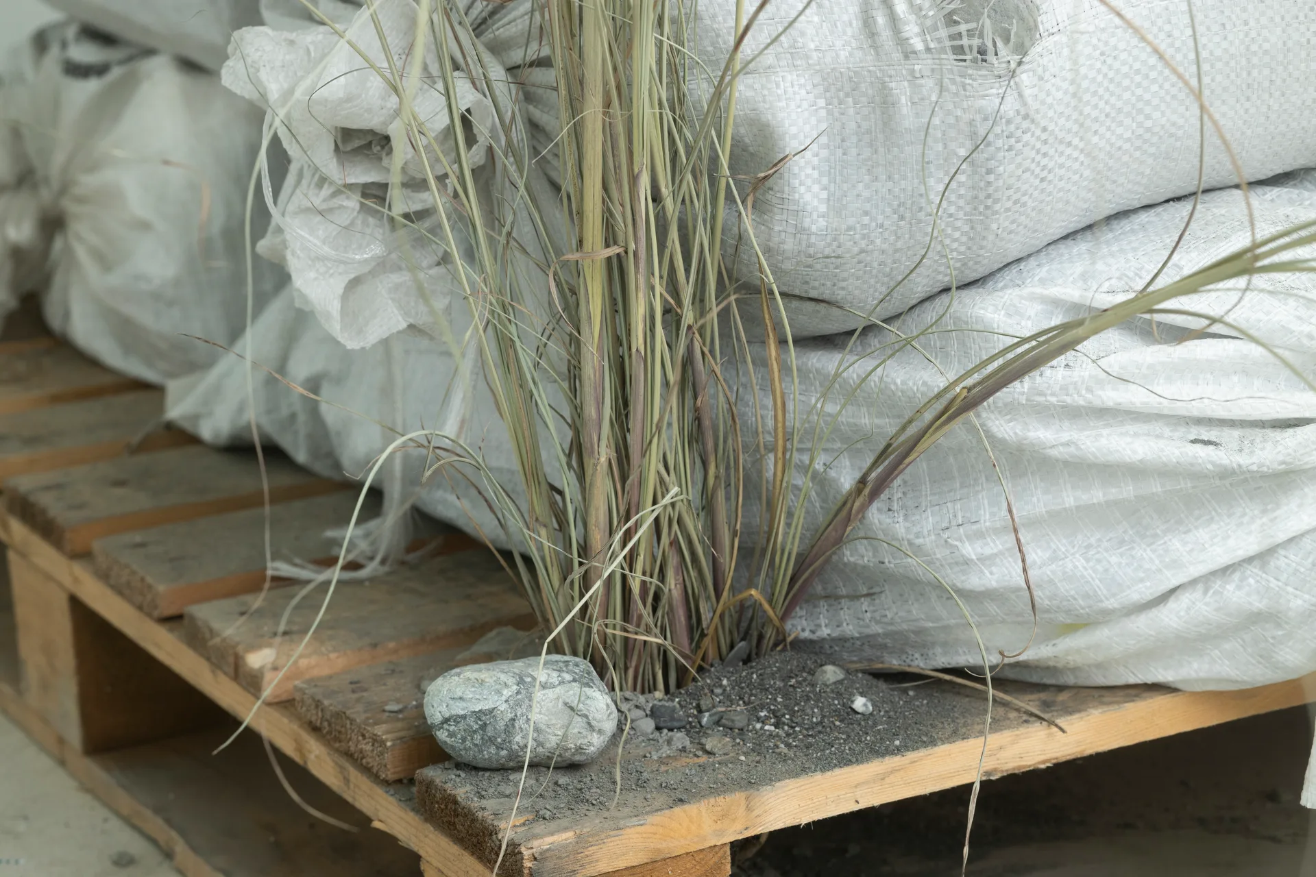 <em>Black Soil — Forgathering by One River</em>