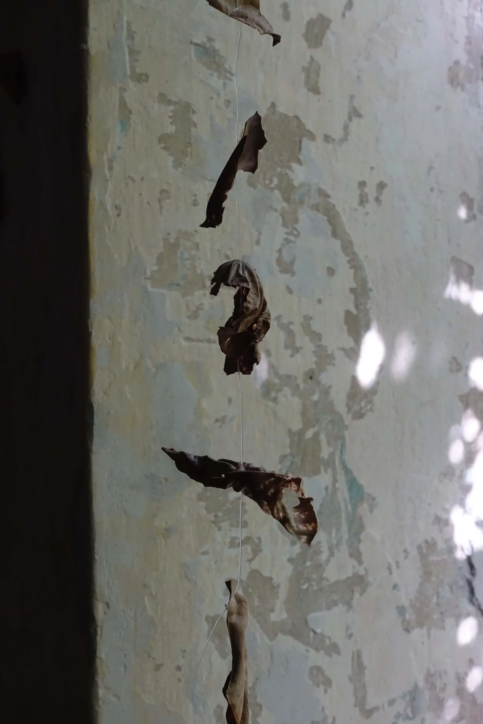 Brachiale Artist Residency